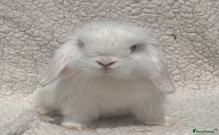 Mini Lop rabbits - Advert 3