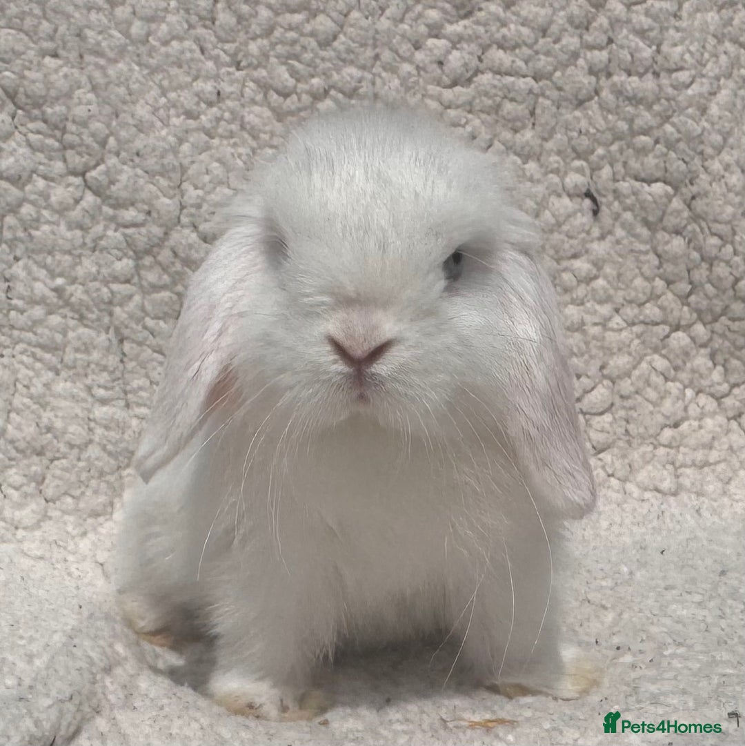 Mini Lop rabbits for sale: STUNNING PUREBRED MINI LOP BABY GIRLS AND BOYS - Image 1