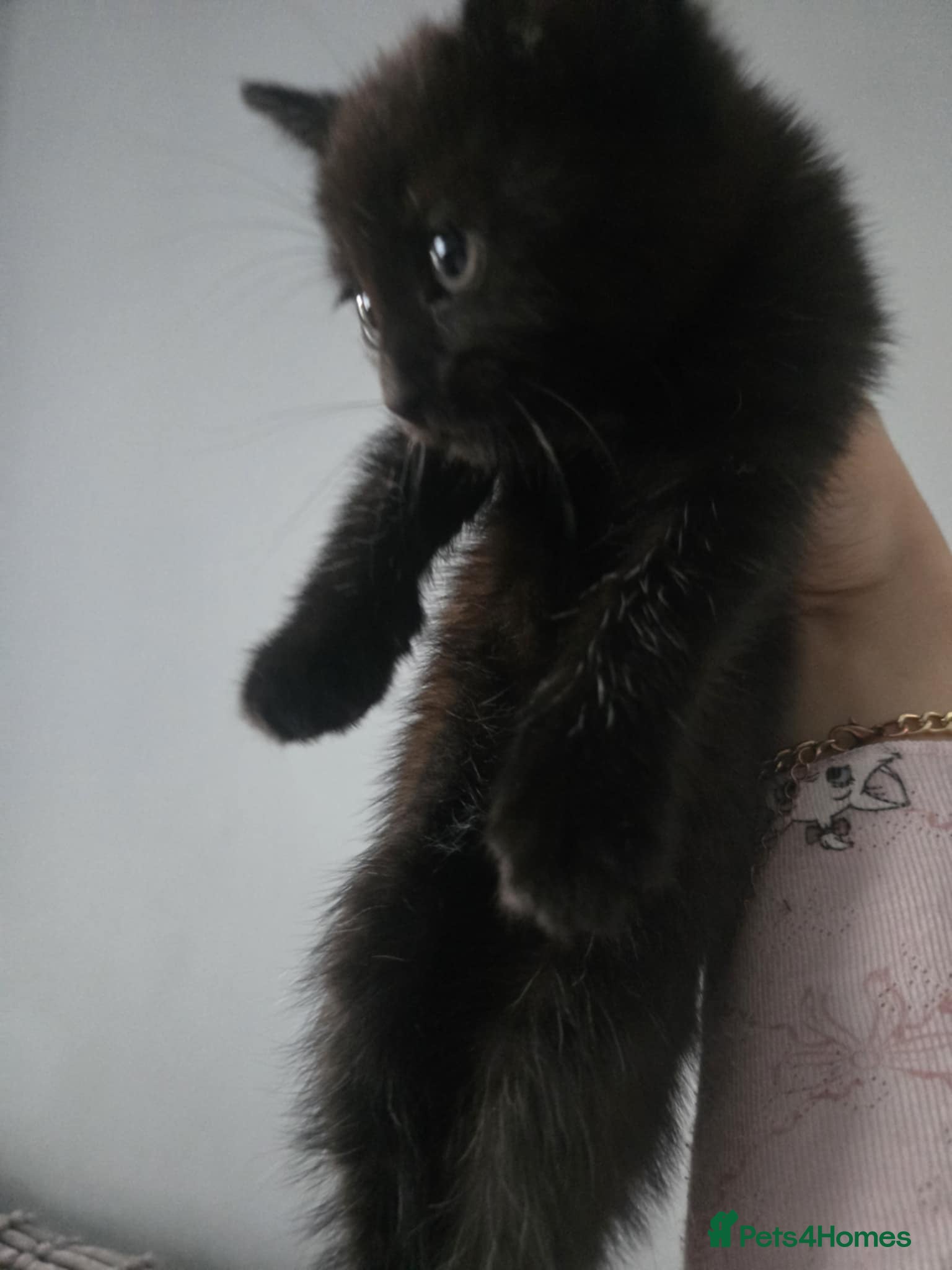 Mixed Breed cats Beautiful Kittens Looking for Loving Homes 🐾 - Advert 1