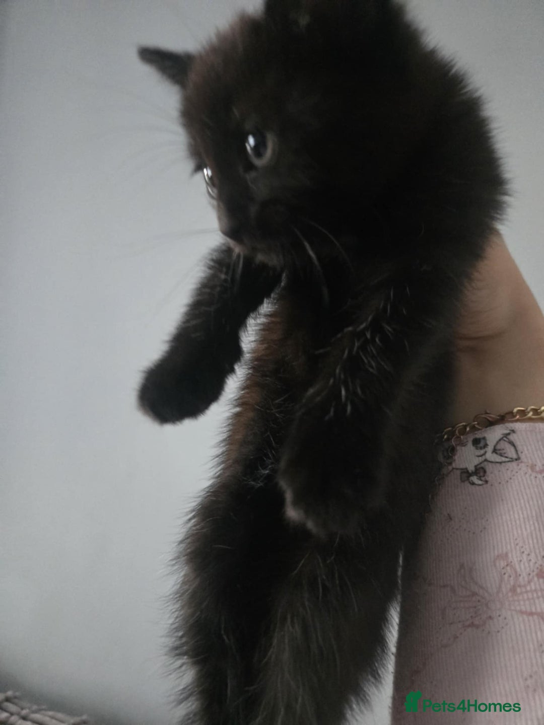 Mixed Breed cats for sale: Beautiful Kittens Looking for Loving Homes 🐾 - Advert 1