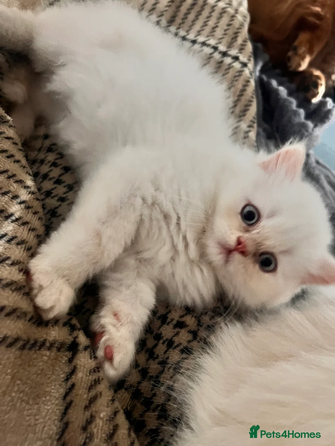 British Longhair cats for sale: One boy leftKittensPersianMumRegistered BLH Dad - Advert 2