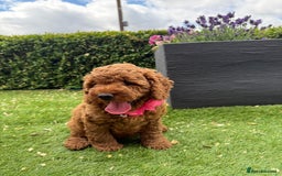 Poochon dogs for sale: Poochon puppies READY TO LEAVE 🐶  - Image 10