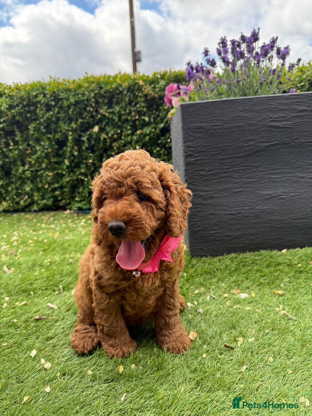 Poochon dogs for sale: Poochon puppies READY TO LEAVE 🐶  - Image 10