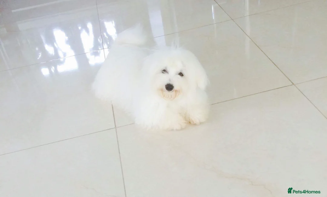 Coton De Tulear dogs for sale: K.C reg Coton de Tulear Puppies inc World Champion - Advert 34