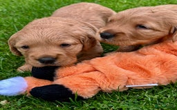 Golden Retriever dogs for sale: Golden retriever one beautiful male lovely puppy - Image 4
