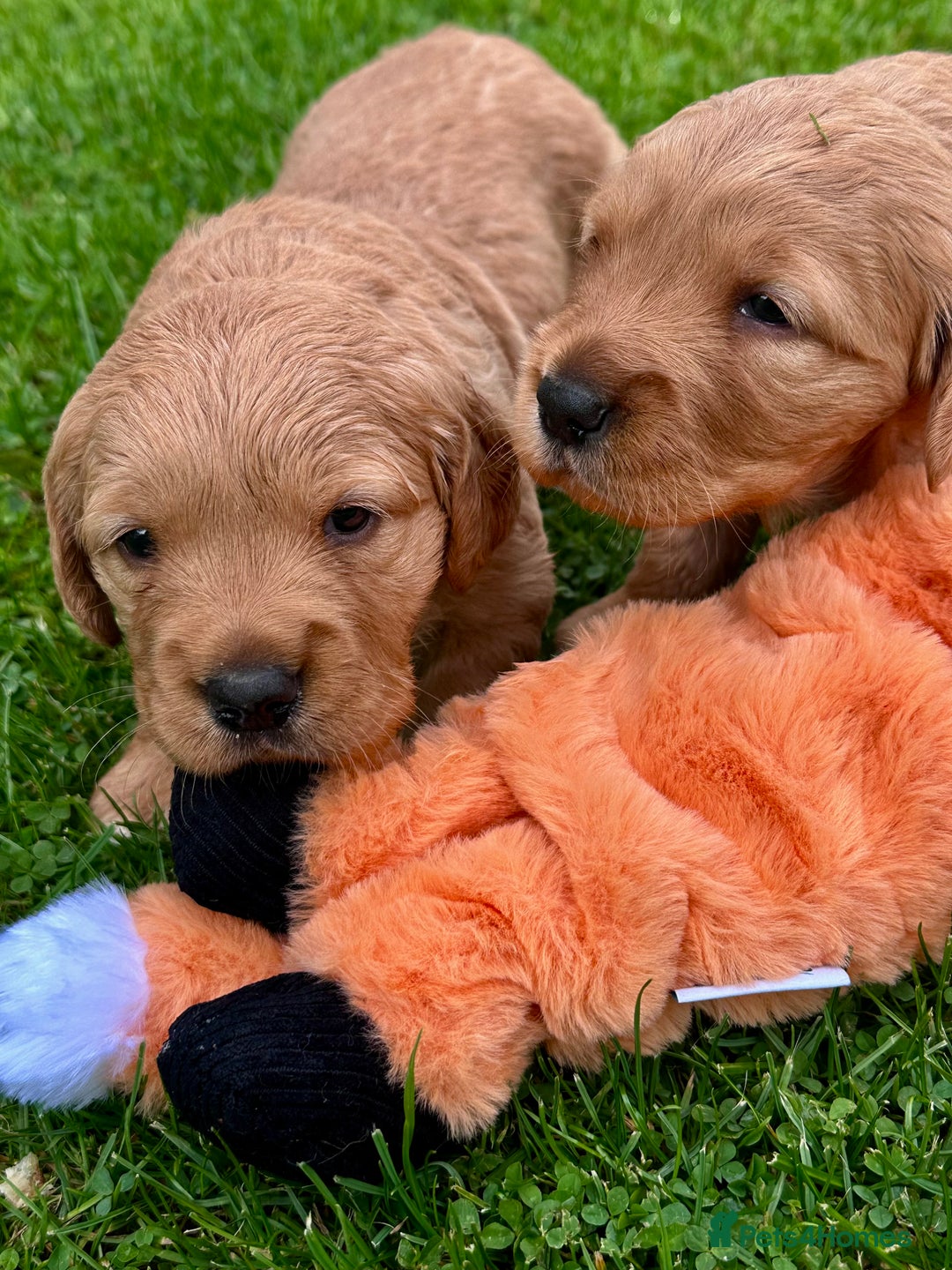 Golden Retriever dogs for sale: Golden retriever one beautiful male lovely puppy - Image 4