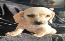 Miniature Dachshund dogs for sale: Miniature dachshund puppies  - Advert 9