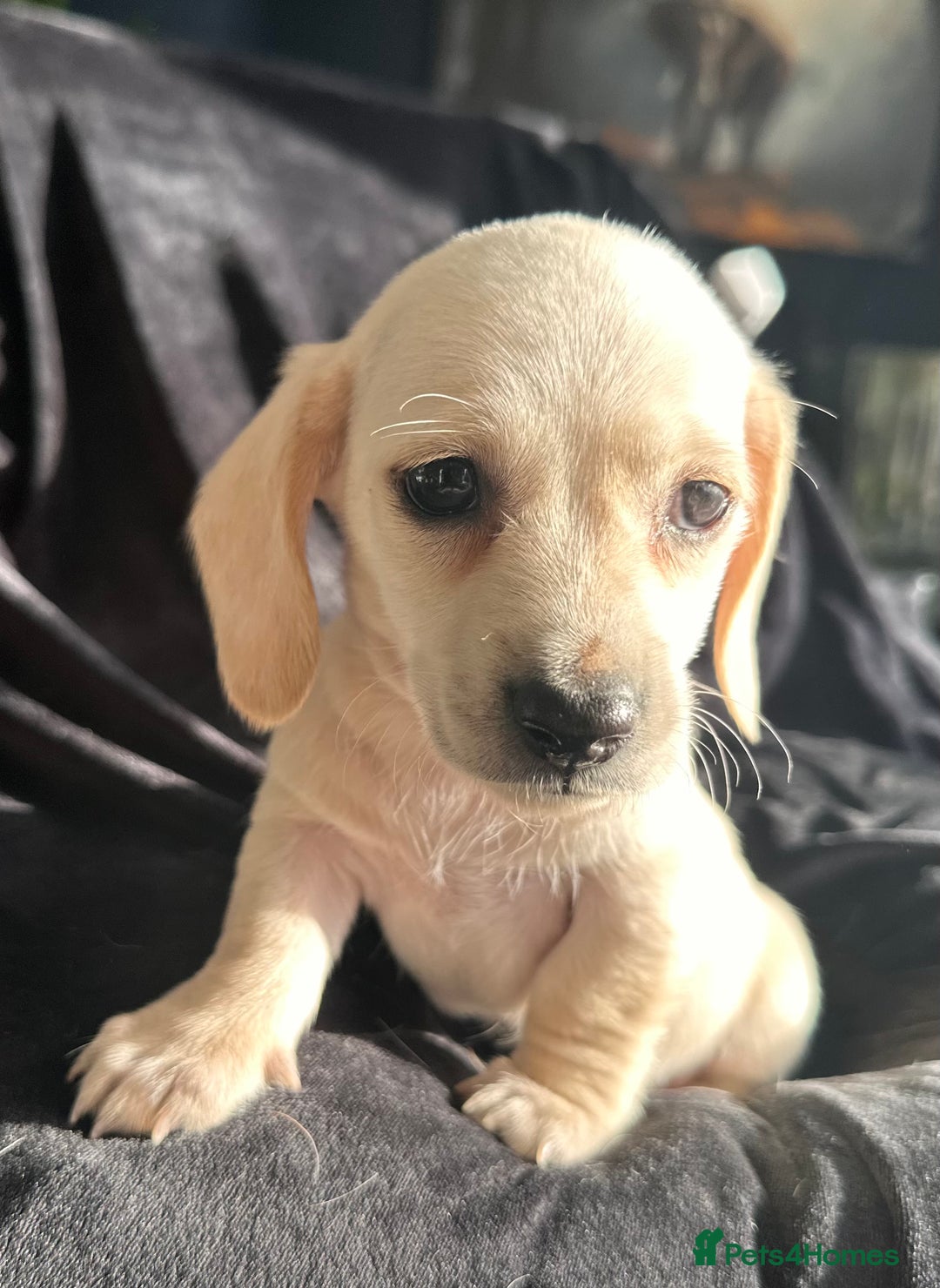 Miniature Dachshund dogs for sale: Miniature dachshund puppies  - Advert 9