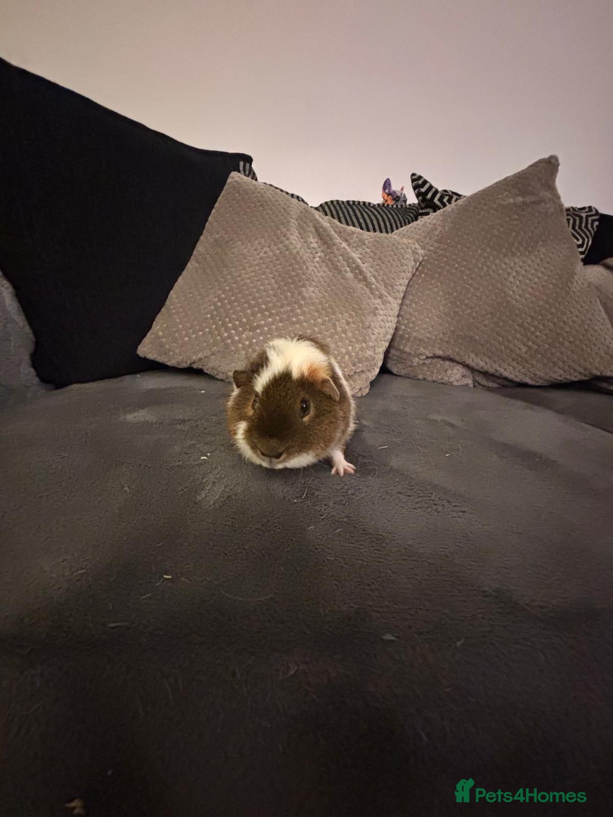 Guinea Pig rodents 2 male teddy bear  - Advert 1