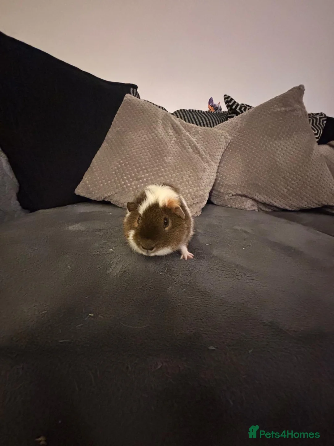 Guinea Pig rodents for sale: 2 male teddy bear  - Advert 1