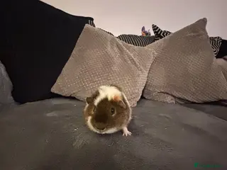 Guinea Pig rodents 2 male teddy bear - Advert 1