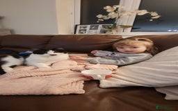 Mixed Breed cats for sale: Hella and Loki - Image 13