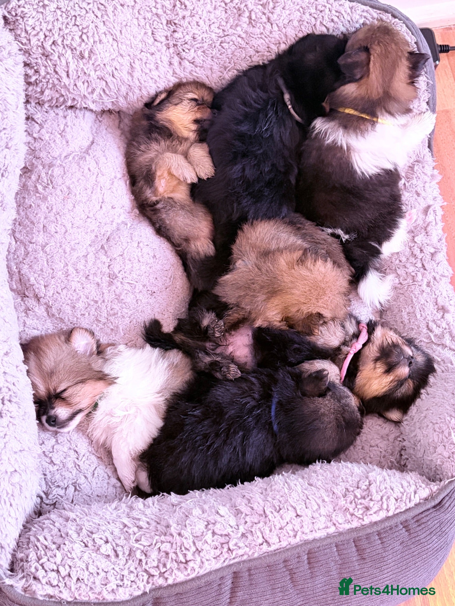 Pomchi dogs  🤍Prestige Pomchi Puppies🤍 LAST 3 BOYS AVAILABLE - Advert 4