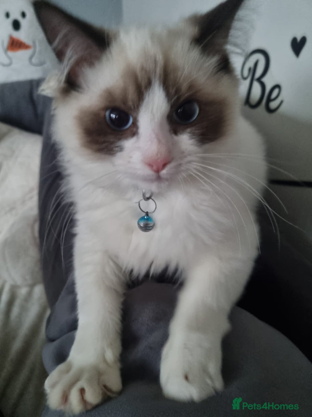 Ragdoll cats for sale: 5 month old male ragdoll vaccinated kitten - Image 3
