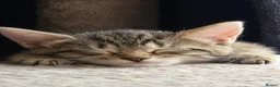 Bengal cats for sale: 1 girl Mix Bengal kitten left for sell - Advert 7