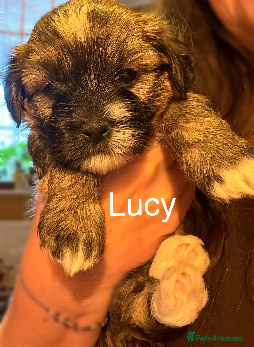 Havanese dogs for sale: Gorgeous Havanese Puppies  - Advert 12