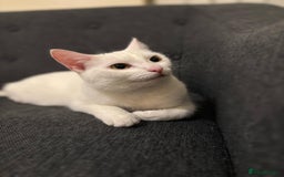 Turkish Angora cats for sale: 1 year Turkish angora Female - Image 2