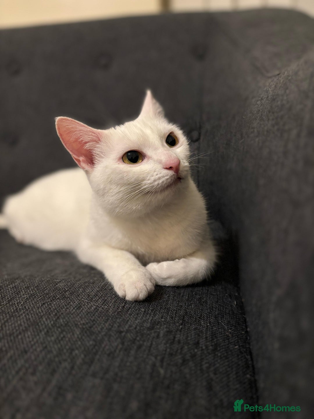 Turkish Angora cats for sale: 1 year Turkish angora Female - Image 2