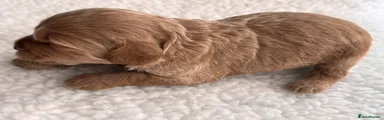 Cockapoo Boy, Golden Caramel