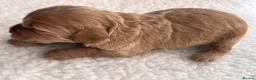 Cockapoo dogs for sale: AMAZING TOY COCKAPOO PUPPIES - Advert 8