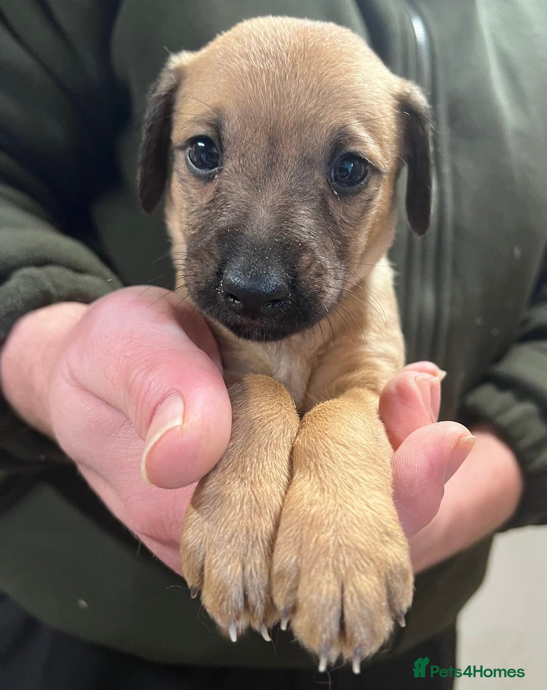 Mixed Breed dogs for sale: F1 Beddy whippets  - Advert 16