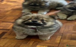 Chow Chow dogs for sale: Chow Puppies looking for new home - Image 18