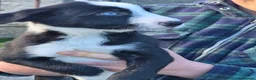 Mixed Breed dogs for sale: Border x Beardie Collies - Advert 17