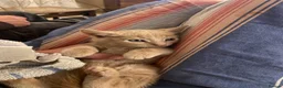 Mixed Breed cats for sale: Fantastic Farm Kittens  - Advert 13