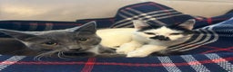 Domestic Shorthair cats for sale: Two female cats  - Advert 1