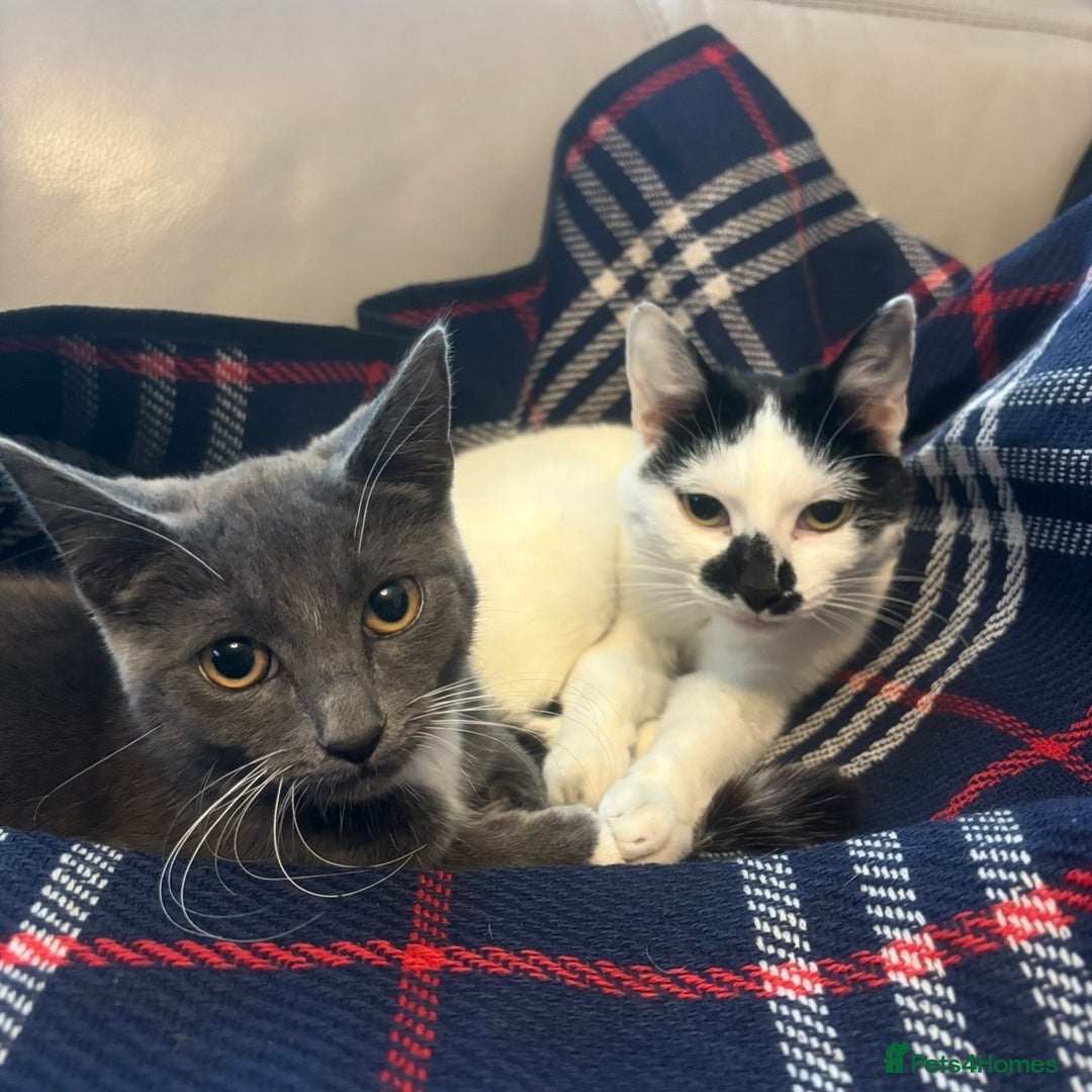 Domestic Shorthair cats for sale: Two female cats  - Advert 1