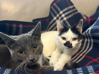 Domestic Shorthair cats Two female cats - Advert 1