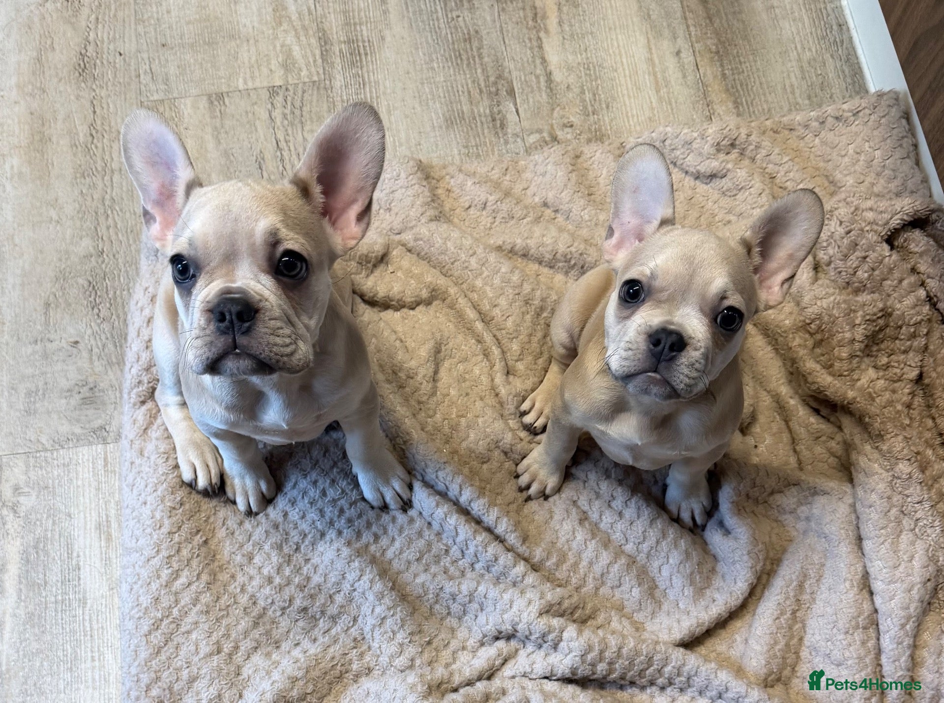 French Bulldog dogs 2 beautiful French bulldogs  - Advert 1