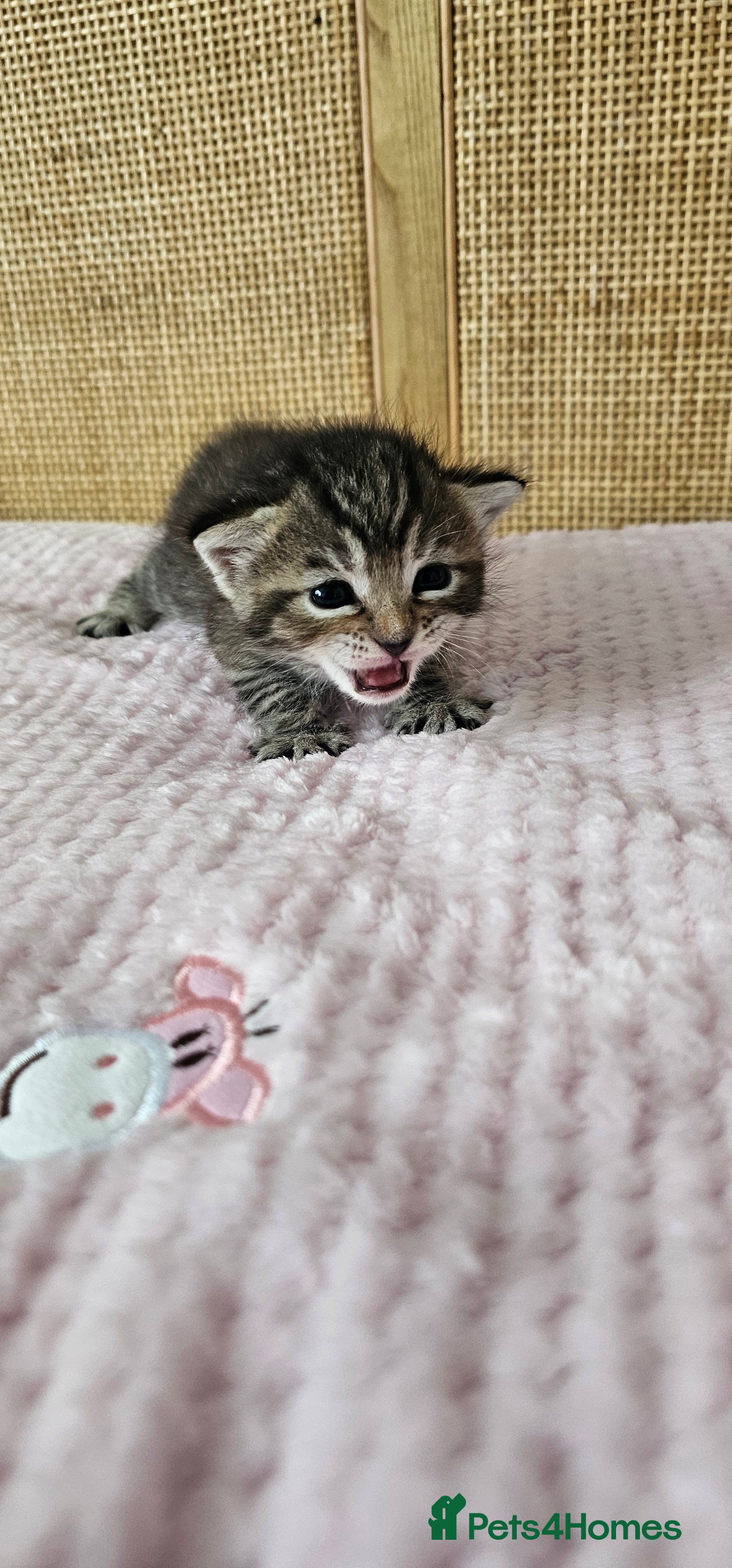 Mixed Breed cats for sale: Beautiful Bengal Mix Kittens - Advert 20