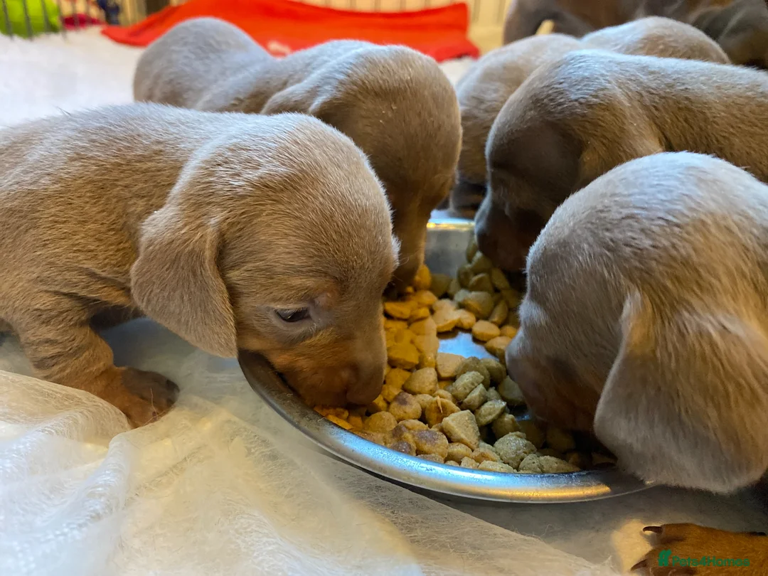 Miniature Dachshund dogs for sale: Miniature Dachshund KC Reg Smooth Haired Puppies - Advert 2