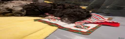 Cockapoo dogs for sale: 2 curly chocolate brown boys F1b cockapoos - Advert 18