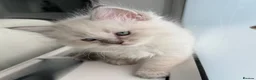Ragdoll cats for sale: 2 Beautiful Ragdoll Girl Kittens - Advert 3