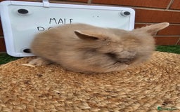 Lionhead rabbits for sale: Double Maned Lionhead  - Image 10