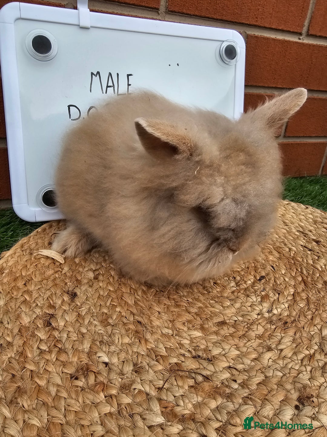 Lionhead rabbits for sale: Double Maned Lionhead  - Image 10