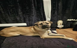 Cane Corso dogs for sale: Cane Corso Male - Image 1