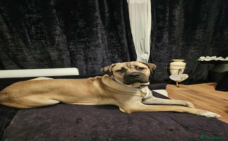 Cane Corso dogs - Advert 2