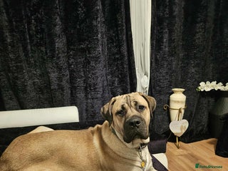 Cane Corso dogs - Advert 4