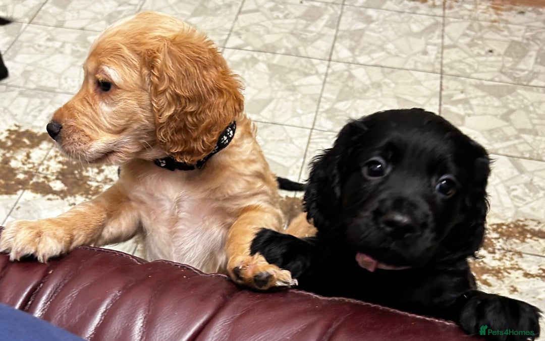 Cocker Spaniel dogs for sale: ✨ Cuddles Await from our Cocker Spaniel Pups  - Advert 19