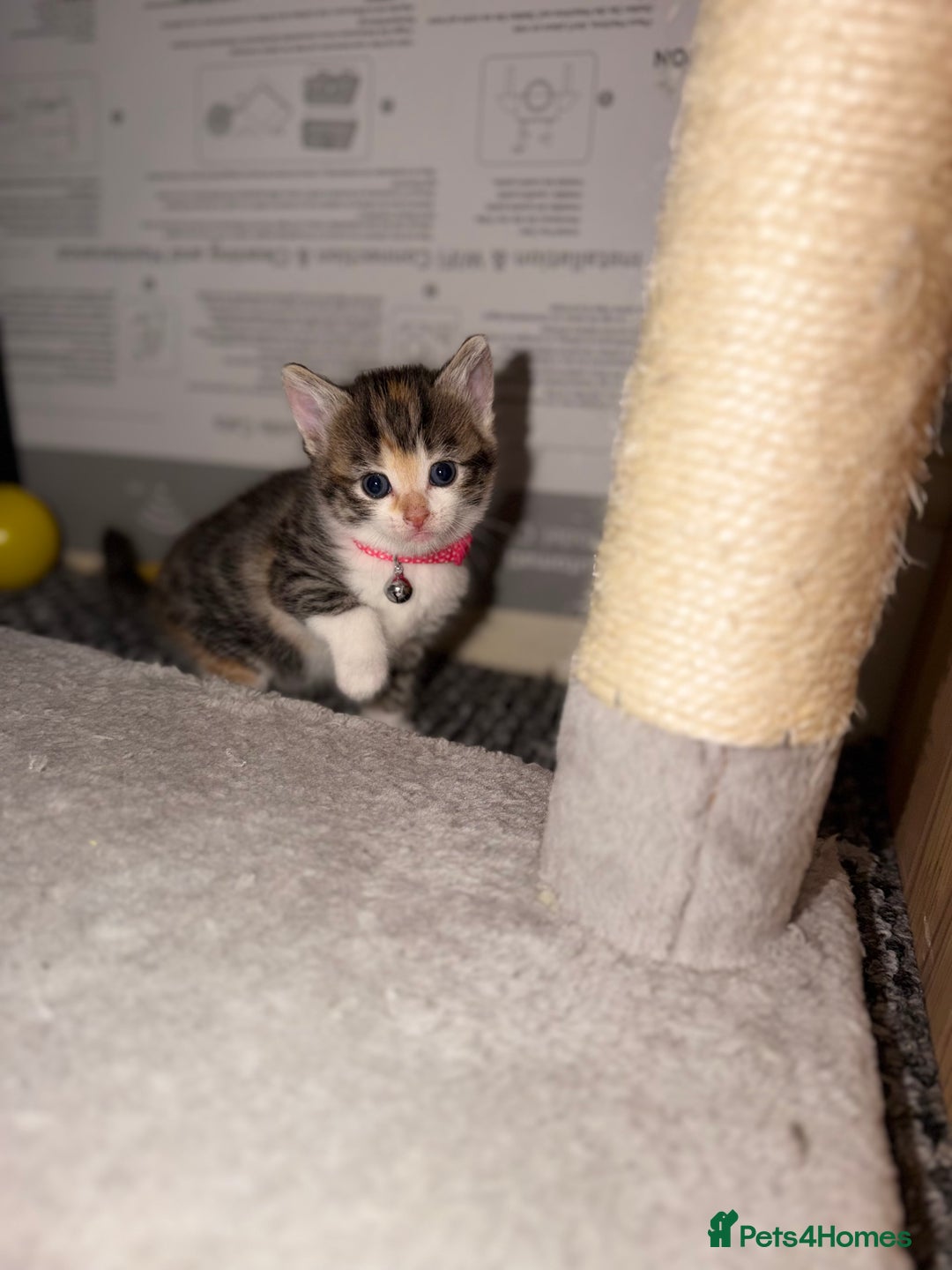 Bengal cats for sale: Beautiful bengals litter of 7😍 - Advert 24