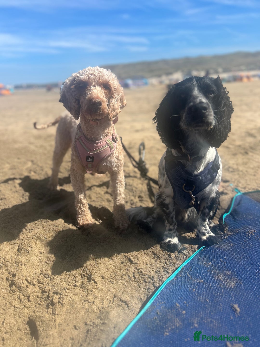 Cocker Spaniel dogs for stud: Beautiful blue roan cocker spaniel for STUD! - Image 12