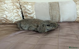 Mini Lop rabbits for sale: Purebred mini lop bunnies Chestnut Angora  - Image 3