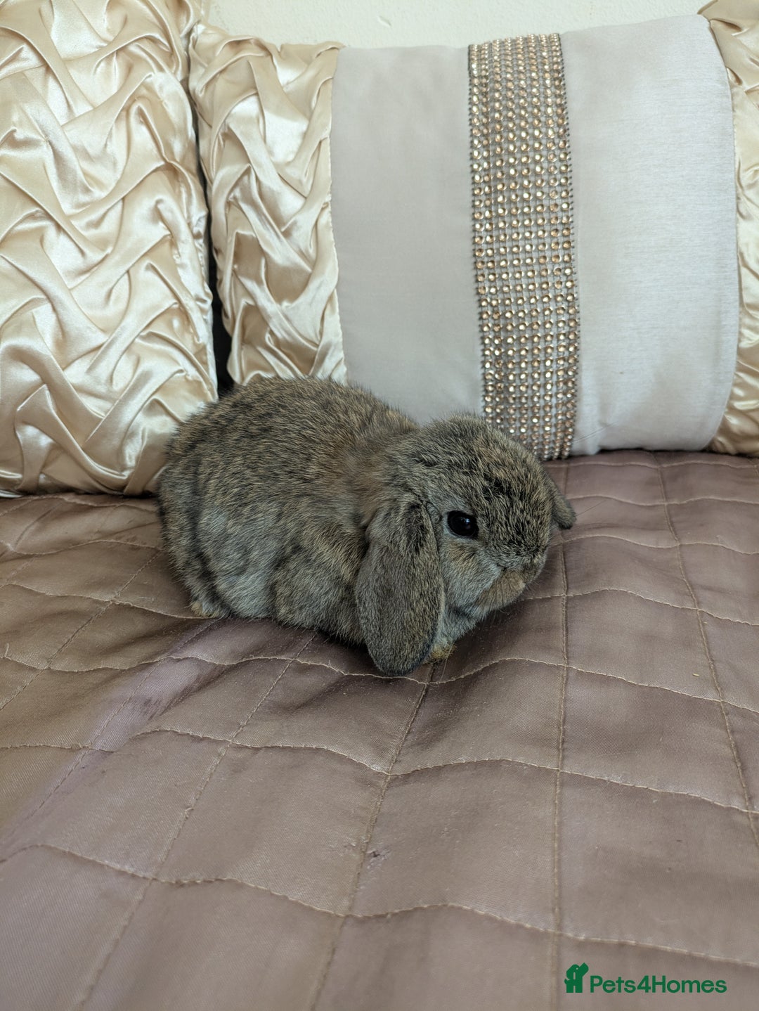Mini Lop rabbits for sale: Purebred mini lop bunnies Chestnut Angora  - Image 3