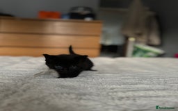 Domestic Shorthair cats for sale: 6 beautiful kittens - Image 11