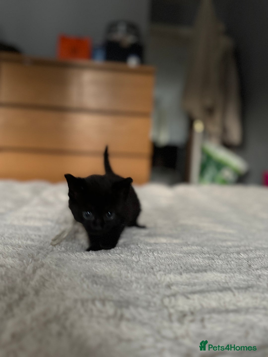 Domestic Shorthair cats for sale: 6 beautiful kittens - Image 11