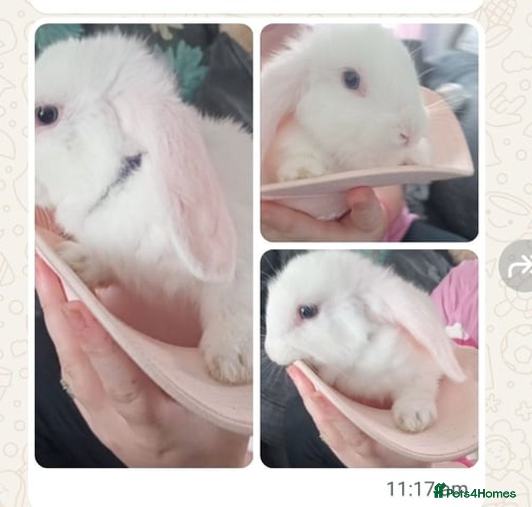 Mini Lop rabbits for sale: Mini lop bunnies - Image 1