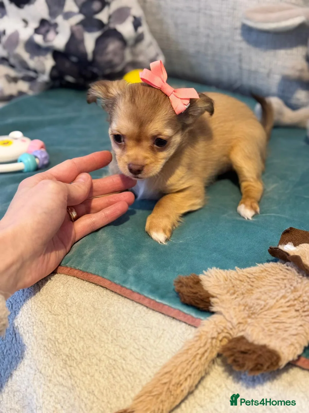 Chihuahua dogs for sale: 🐾 **  Long-Haired Chihuahua Puppy–Deer Head🐾 - Advert 13